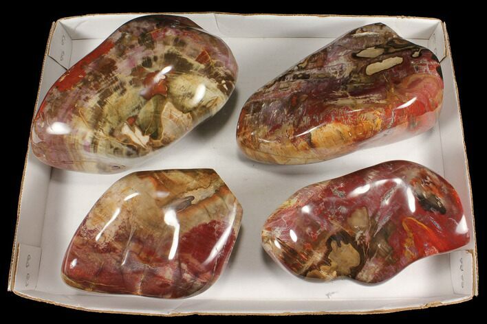 Lot: Lbs Free-Standing, Polished Petrified Wood - Pieces #92425